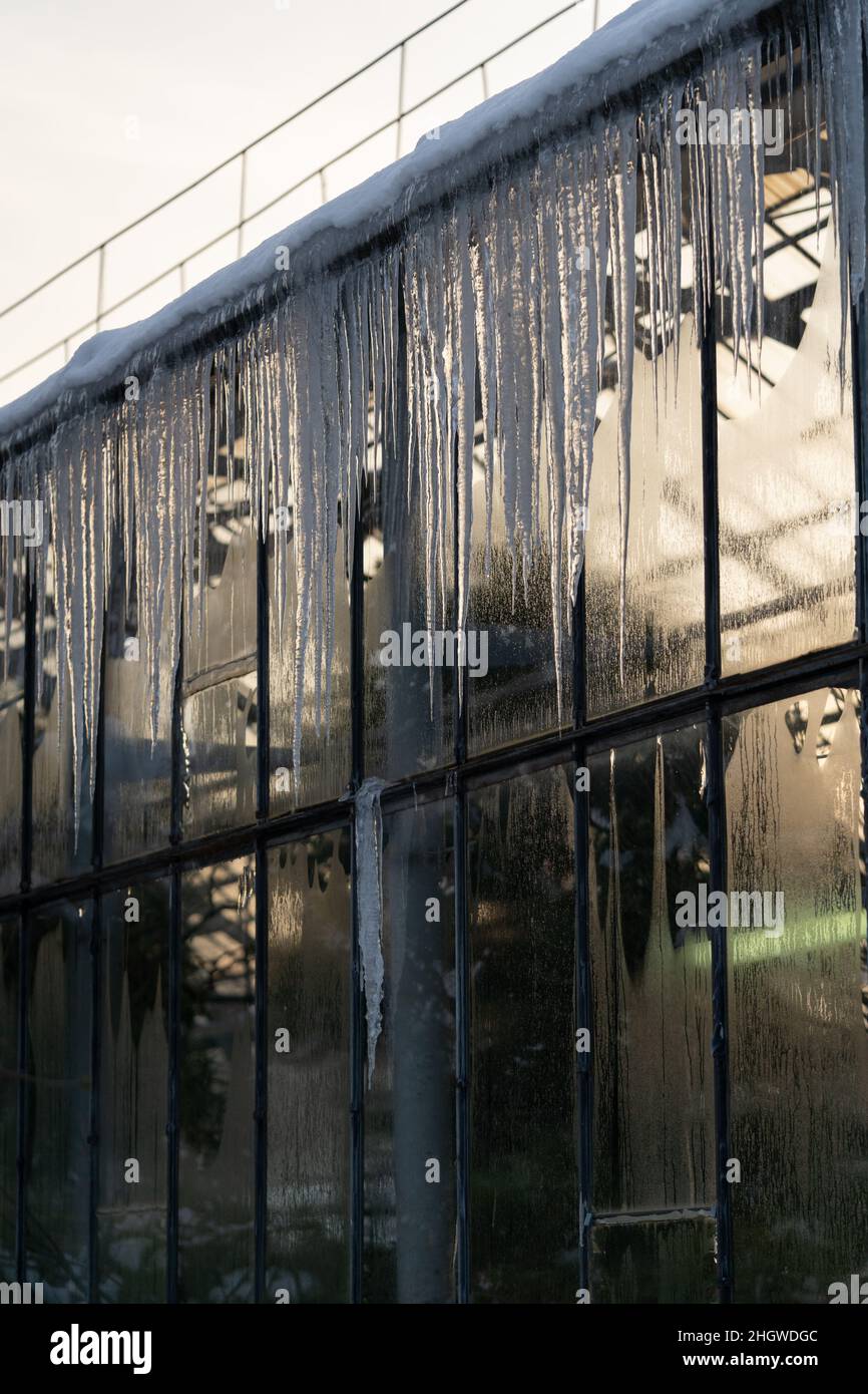 Parete di vetro dell'attico con piante tropicali che crescono all'interno ricoperte di ghiaccioli pericolosi e neve Foto Stock