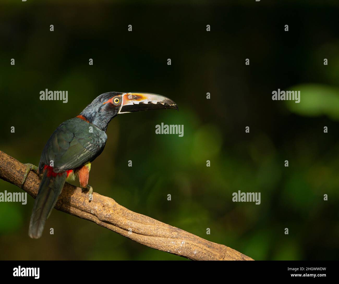 Aracari a collare (Pteroglossus torquatus) Foto Stock