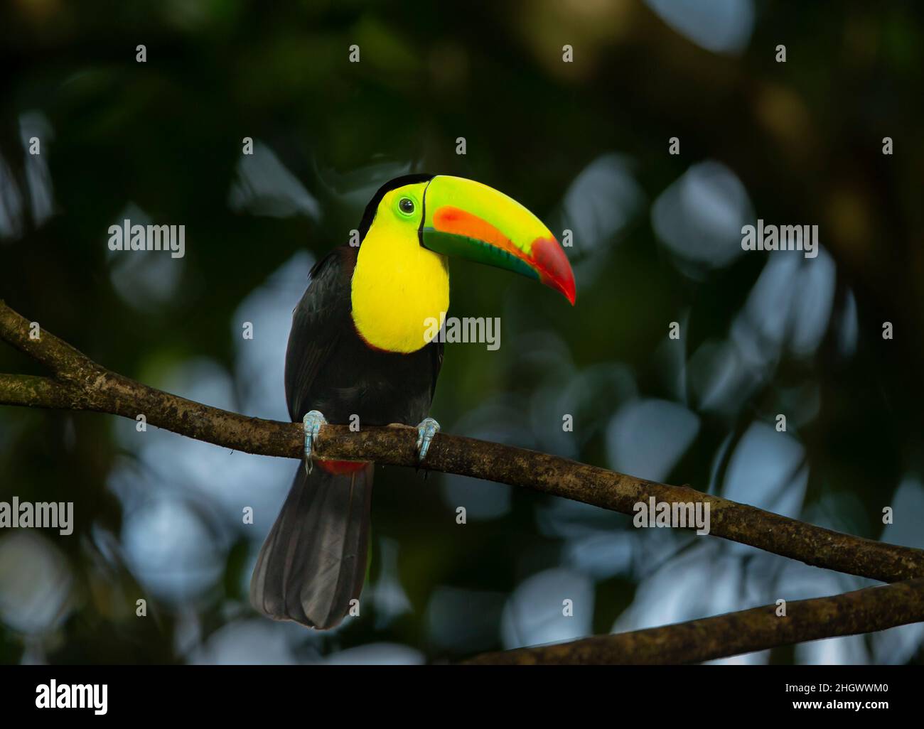 Toucan con fattura di chiglia (Ramphastos sulfuratus), toucan con brace di zolfo o toucan con fattura di arcobaleno Foto Stock