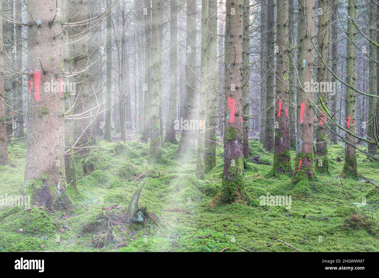 Tempo di raccolto nella foresta. Alberi contrassegnati in rosso per la registrazione. Foto Stock