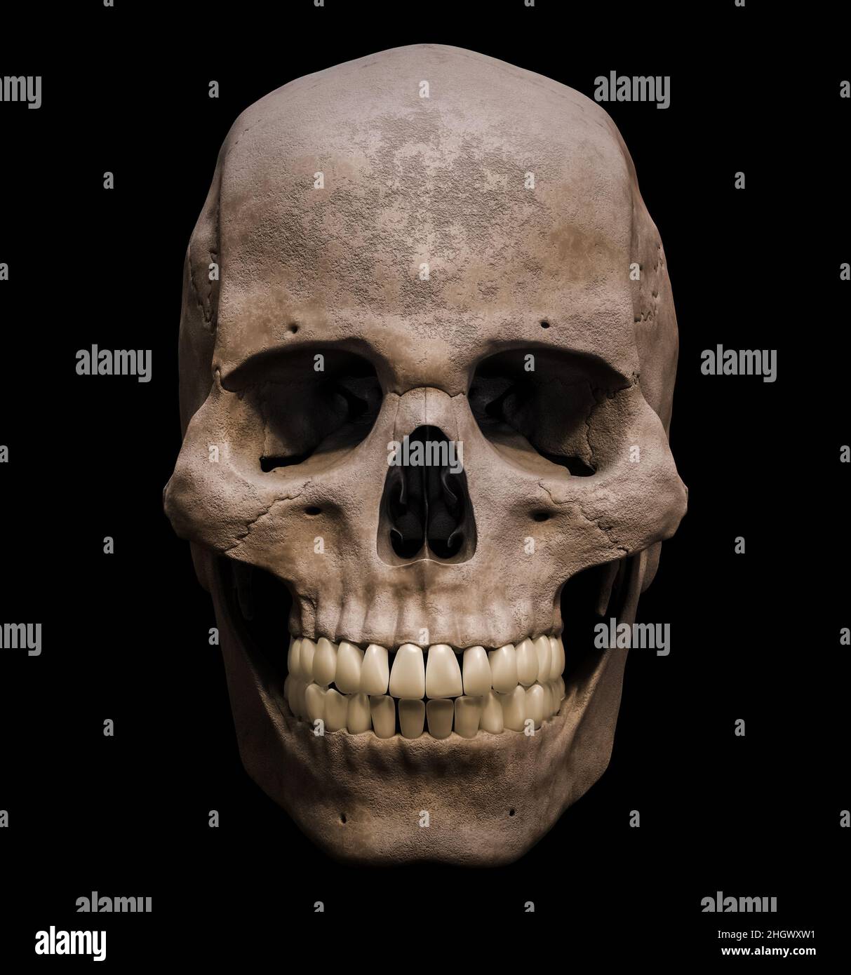 Homo sapiens cranio maschio anatomicamente accurata vista anteriore o anteriore isolato su sfondo nero 3D rappresentazione illustrazione. Anatomia umana, medicina, Foto Stock