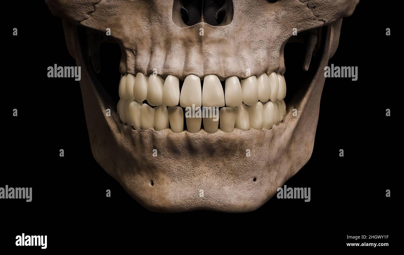 Primo piano anteriore o anteriore di bocca umana, mandibola, cranio e denti isolati su sfondo nero 3D rappresentazione illustrazione. Anatomia, medicina, biologia, sc Foto Stock