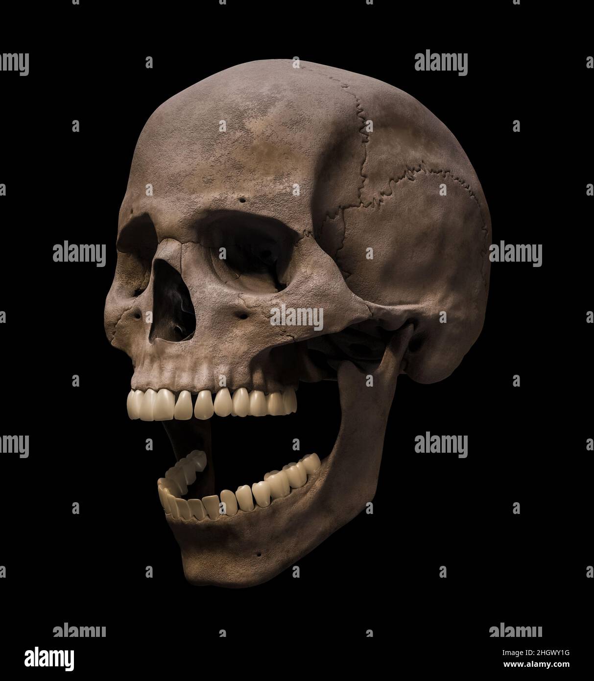 Homo sapiens cranio maschio anatomicamente preciso con bocca aperta in vista di profilo di tre quarti isolato su sfondo nero 3D rappresentazione illustrazione. HU Foto Stock