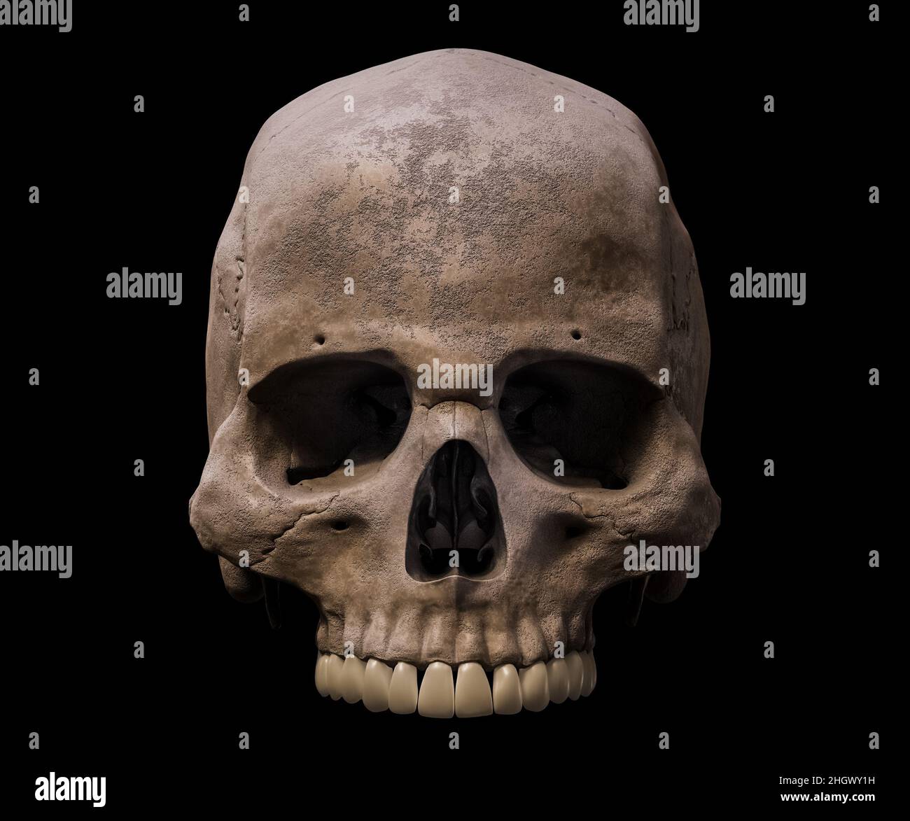 La parte superiore di un Homo sapiens anatomicamente accurato mostra il cranio vista anteriore o anteriore isolato su sfondo nero 3D rappresentazione grafica. Anatomia umana Foto Stock