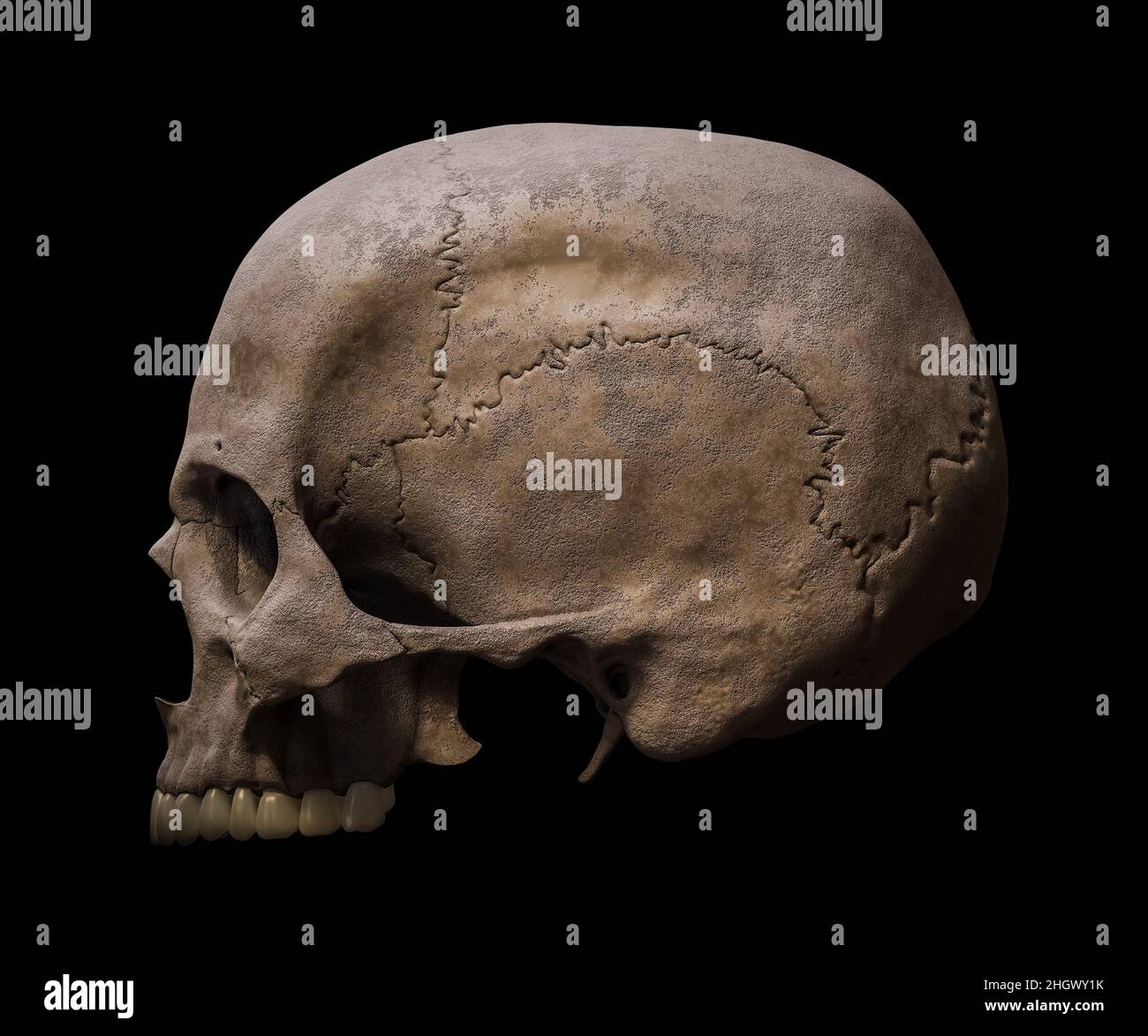 La parte superiore di un Homo sapiens anatomicamente preciso mostra il profilo del cranio o la vista laterale isolata su sfondo nero 3D illustrazione di rendering. Anatomo umano Foto Stock