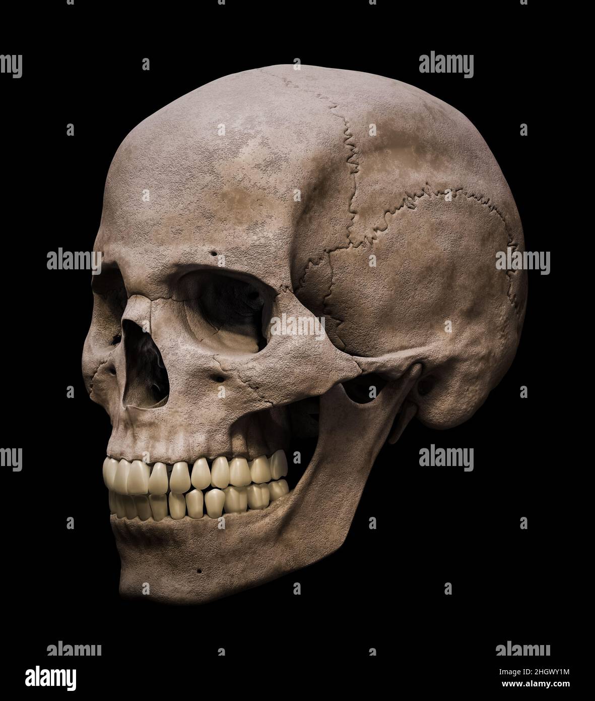 Homo sapiens cranio maschile anatomicamente preciso in vista a tre quarti o vista profilo 3D rappresentazione illustrazione isolata su sfondo nero. anat. Umana Foto Stock