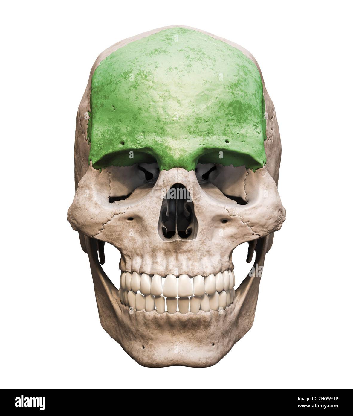 Cranio umano maschile anatomicamente preciso con vista frontale o anteriore dell'osso colorizzato isolata su sfondo bianco con spazio di copia 3D rendering il Foto Stock