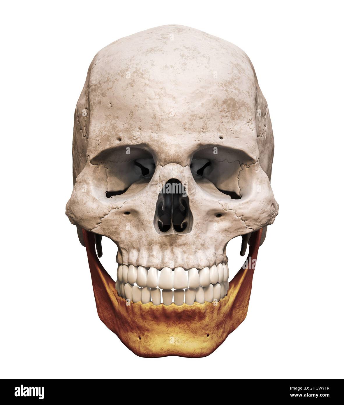 Cranio umano maschile anatomicamente preciso con vista anteriore o anteriore dell'osso mandibolare o mandibolare colorato isolato su sfondo bianco con spazio di copia 3D rend Foto Stock