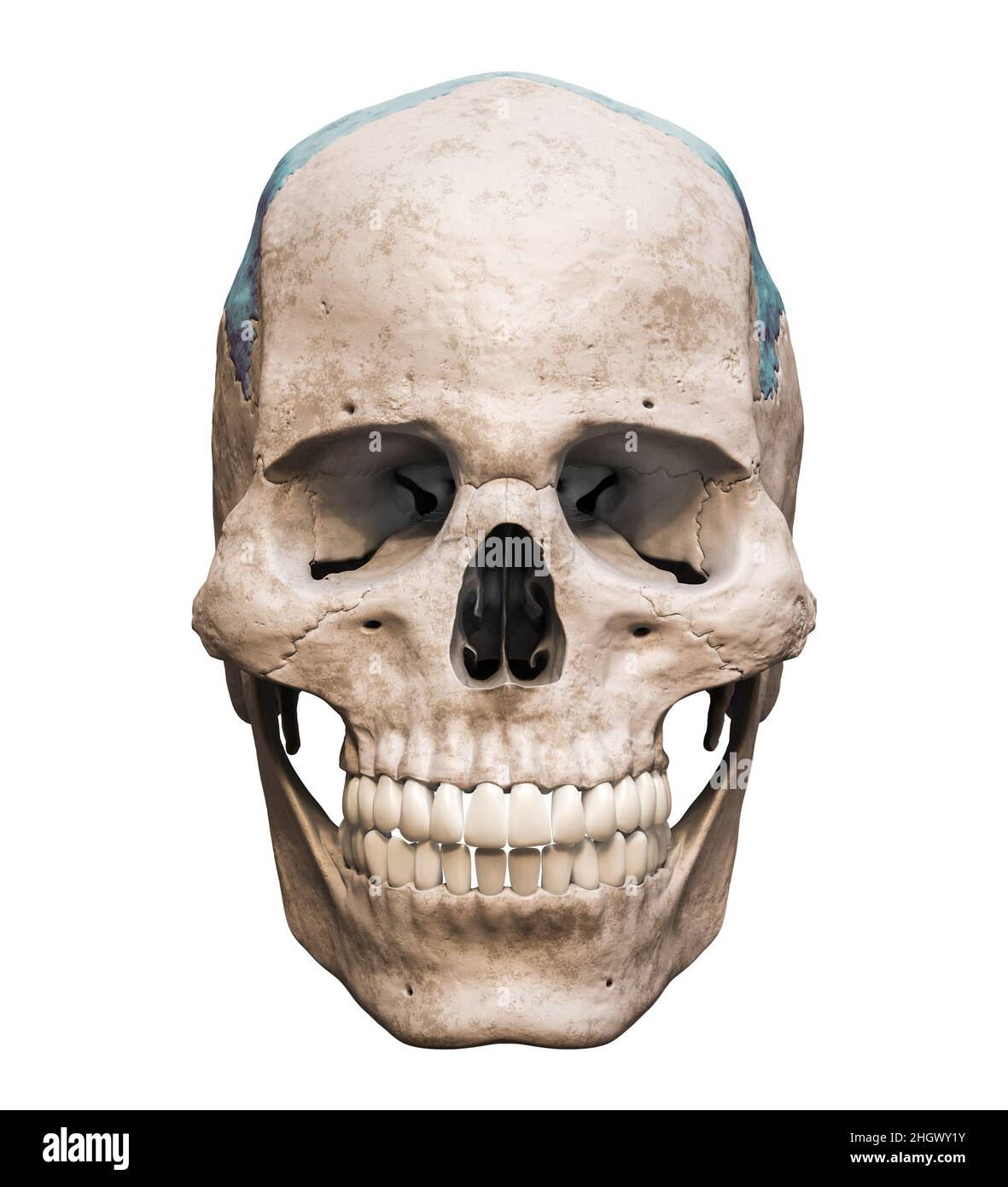 Cranio umano maschile anatomicamente preciso con ossa parietali colorate vista anteriore o frontale isolata su sfondo bianco con rappresentazione dello spazio di copia 3D Foto Stock