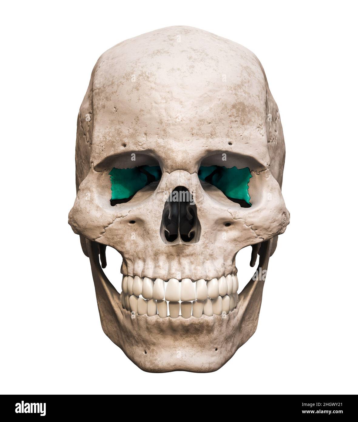 Cranio umano maschile anatomicamente preciso con osso sphenoide colorato vista anteriore o frontale isolato su sfondo bianco con spazio di copia 3D rendering i Foto Stock