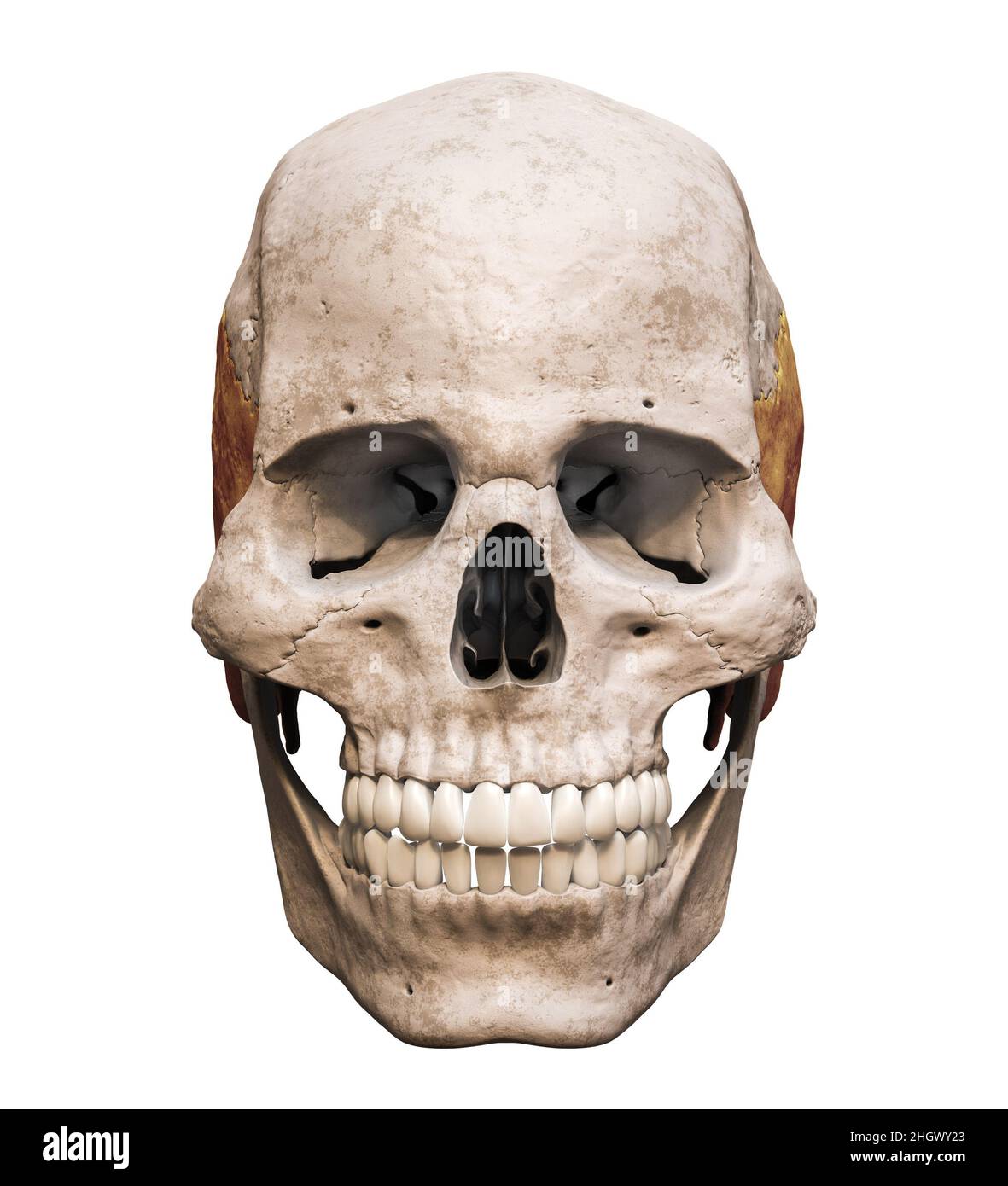 Cranio umano maschile anatomicamente preciso con vista frontale o anteriore dell'osso temporale colorata isolata su sfondo bianco con spazio di copia 3D rendering i Foto Stock