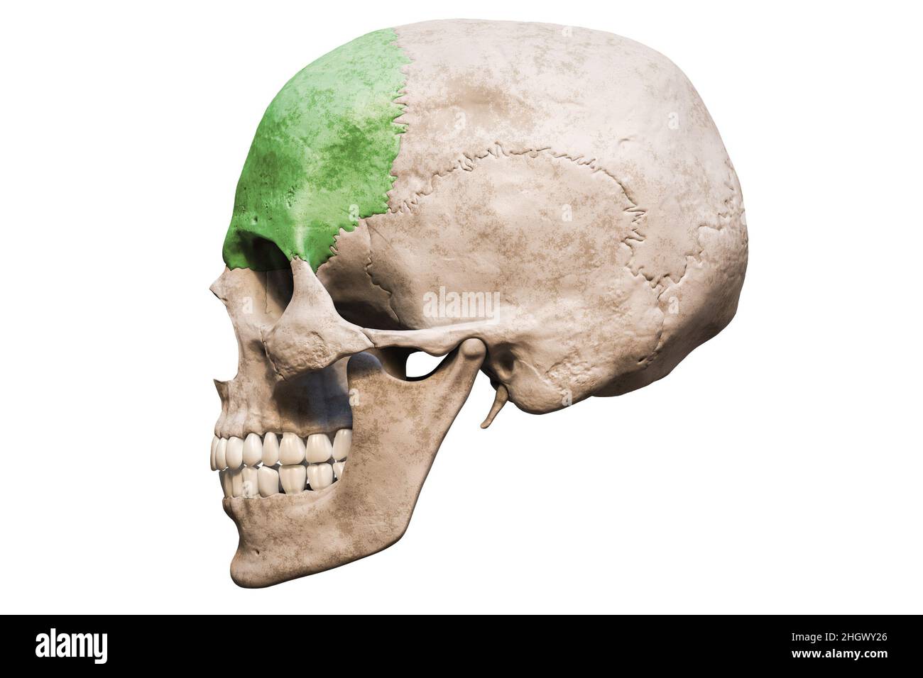 Cranio umano maschile anatomicamente preciso con vista laterale o profilo dell'osso frontale colorata isolata su sfondo bianco con spazio di copia 3D rendering i Foto Stock