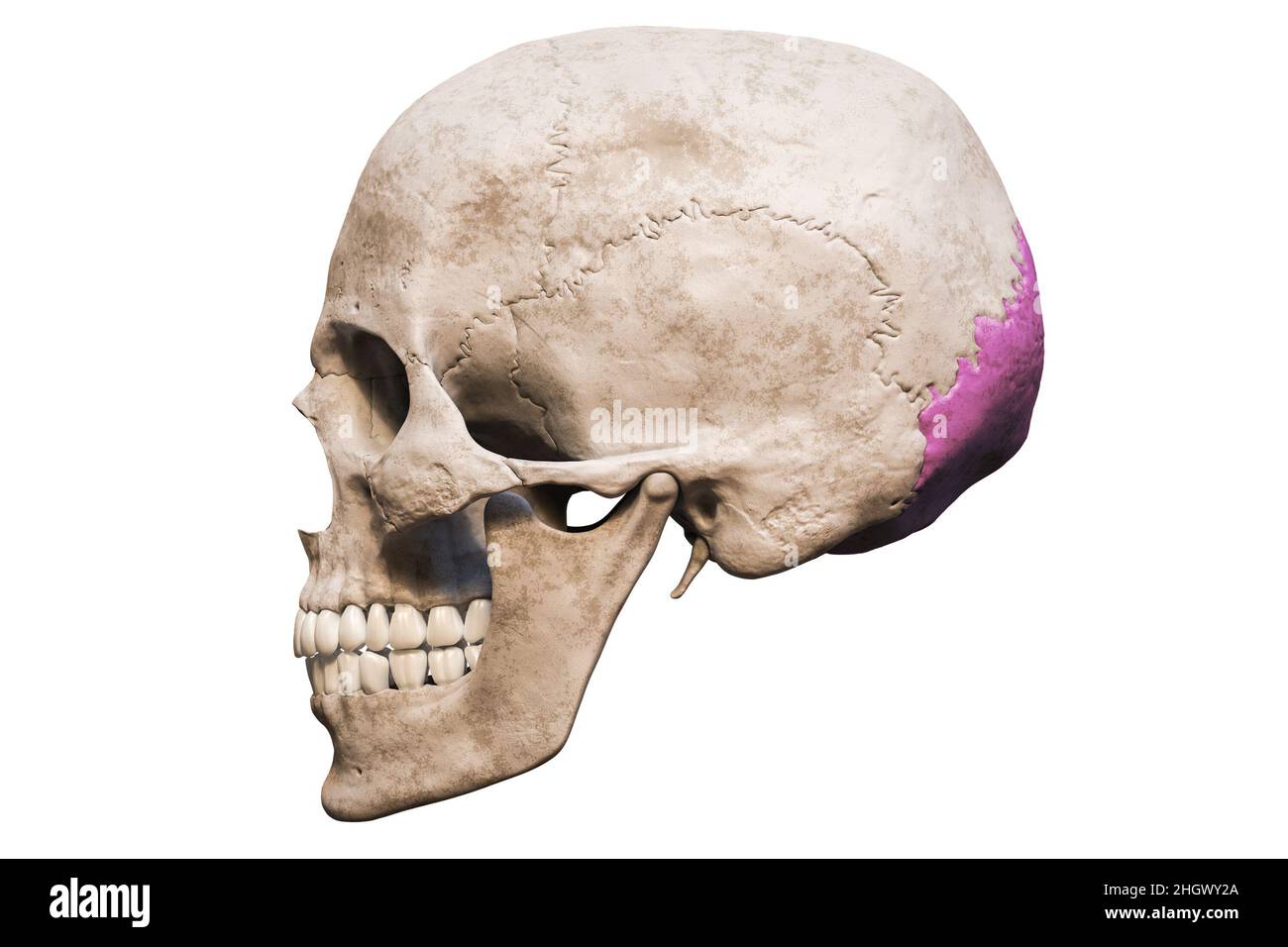 Cranio umano maschile anatomicamente preciso con vista laterale o profilo dell'osso occipitale colorato isolata su sfondo bianco con rendering dello spazio di copia 3D Foto Stock