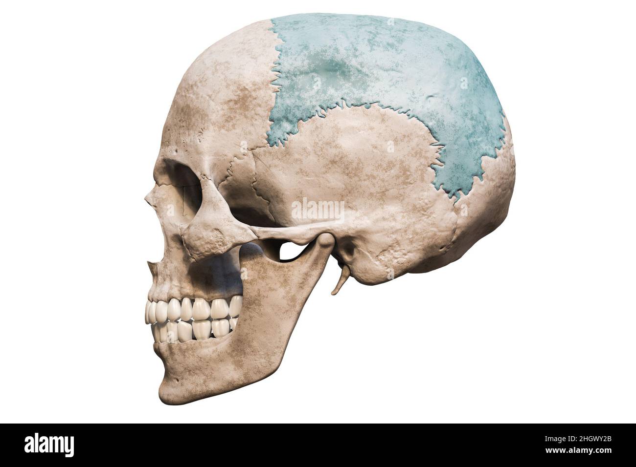 Cranio umano maschile anatomicamente preciso con vista laterale o profilo dell'osso parietale colorato isolata su sfondo bianco con rendering dello spazio di copia 3D Foto Stock