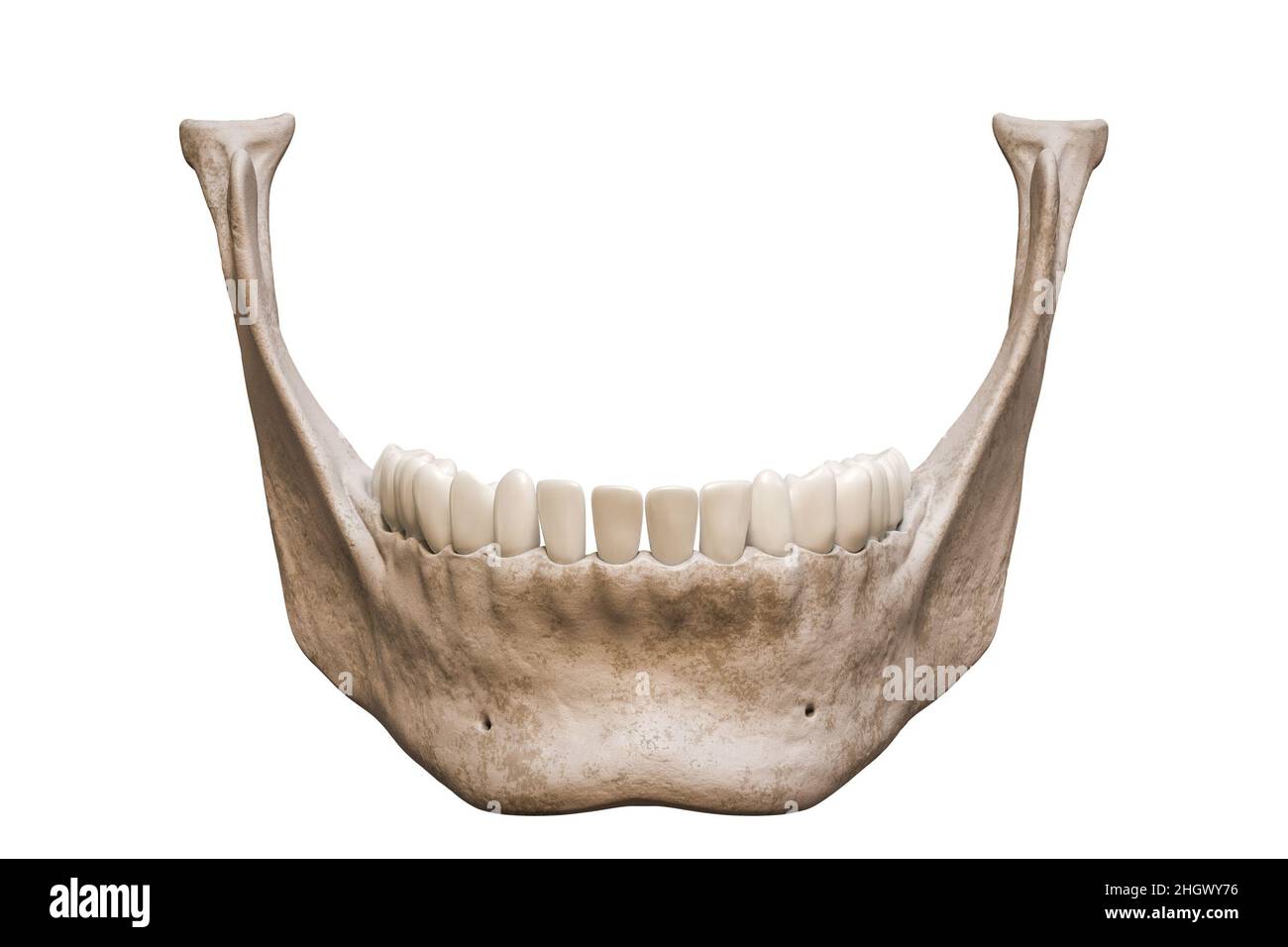 Osso mandibolare o mandibolare umano con vista anteriore o frontale anatomicamente preciso isolato su sfondo bianco 3D rappresentazione illustrazione. Anatomia, me Foto Stock