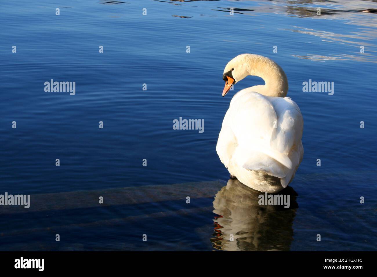 Bel cigno al lago di Bled in Slovenia. Lago nella regione alta Carniolana della Slovenia nordoccidentale. Foto Stock