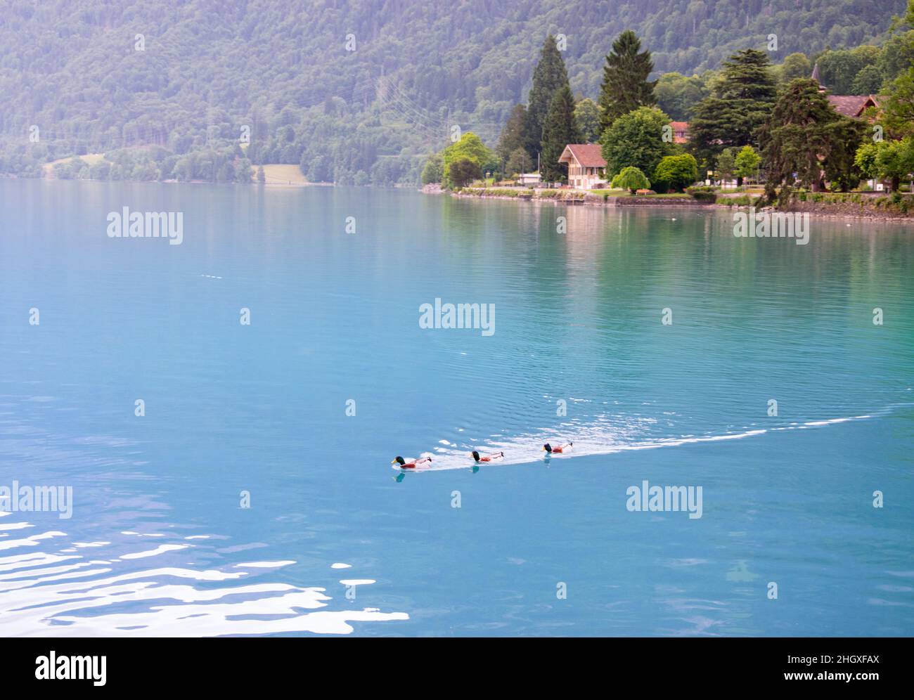 Gaggle di anatre stanno nuotando nel lago di Brienz a Interlaken, scenario idilliaco di acque turchesi, anatre e foreste. Foto Stock