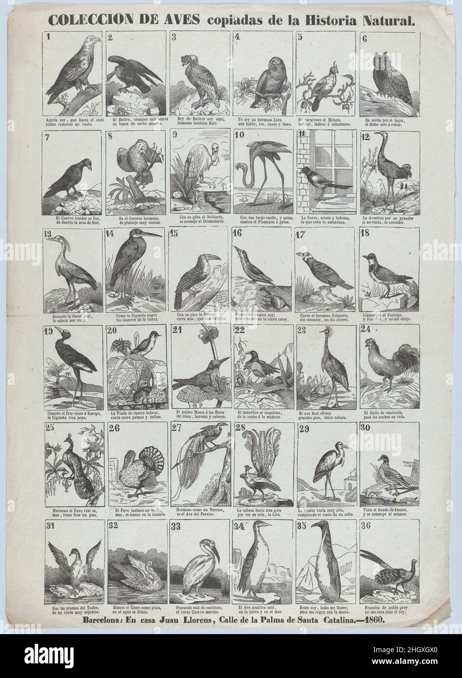 Ampio con immagini di 36 uccelli 1860 Juan Llorens spagnolo. Ampio con immagini di 36 uccelli. 1860. Incisione in legno. Juan Llorens (spagnolo, Barcellona attiva, ca. 1855–70). Stampa Foto Stock