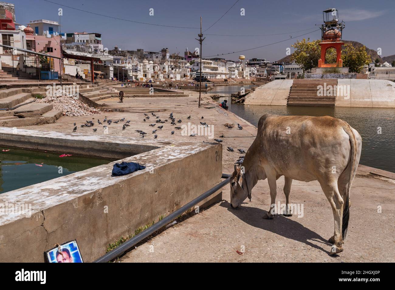 Pushkar Lago o Pushkar Sarovar, nella città Santa di Pushkar, Rajasthan., India Foto Stock