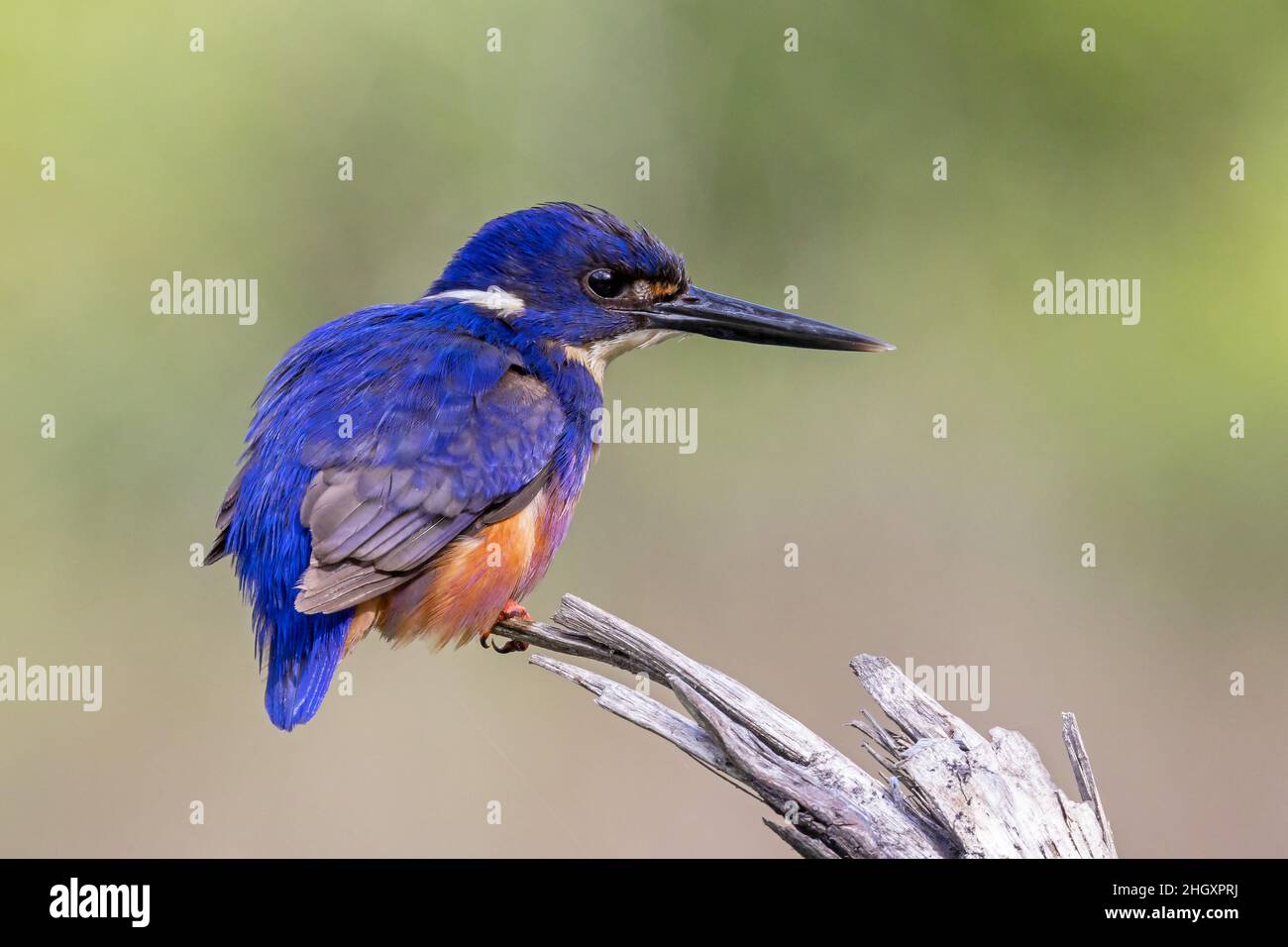 Azure Kingfisher arroccato sul ramo di albero che sovrasta il fiume Foto Stock