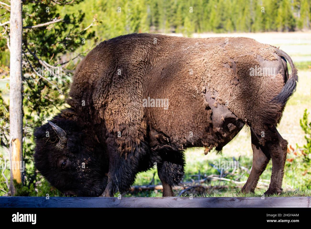 American Bison (Bison bison) nel parco nazionale di Yellowstone in primavera, orizzontale Foto Stock