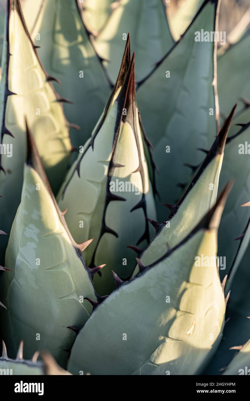 Il centro di una pianta di Agave Havardiana nel Parco Nazionale di Big Bend Foto Stock