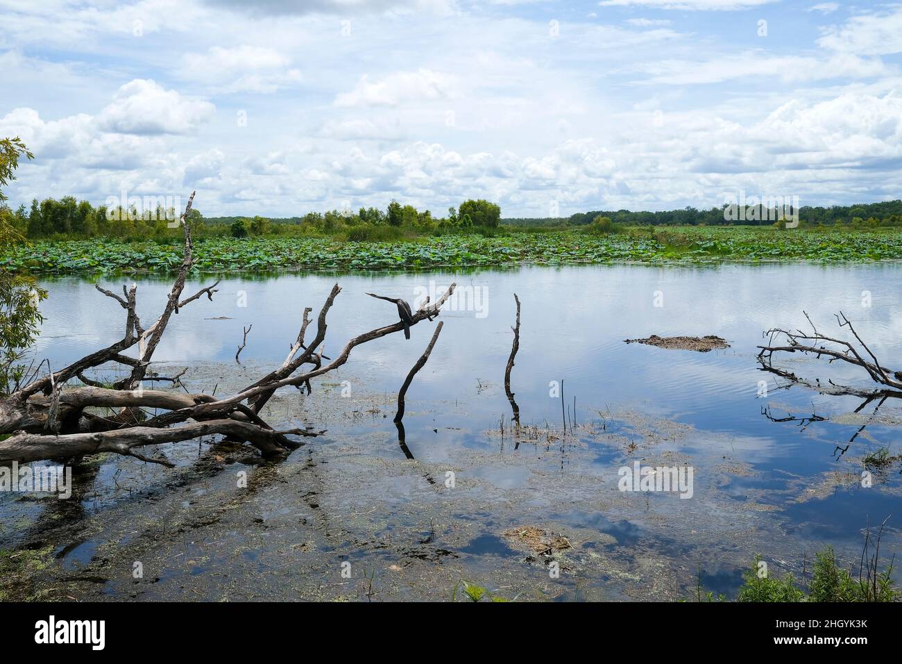 Fogg Dam Conservation Reserve zone umide con Cormorant su ramo morto Foto Stock