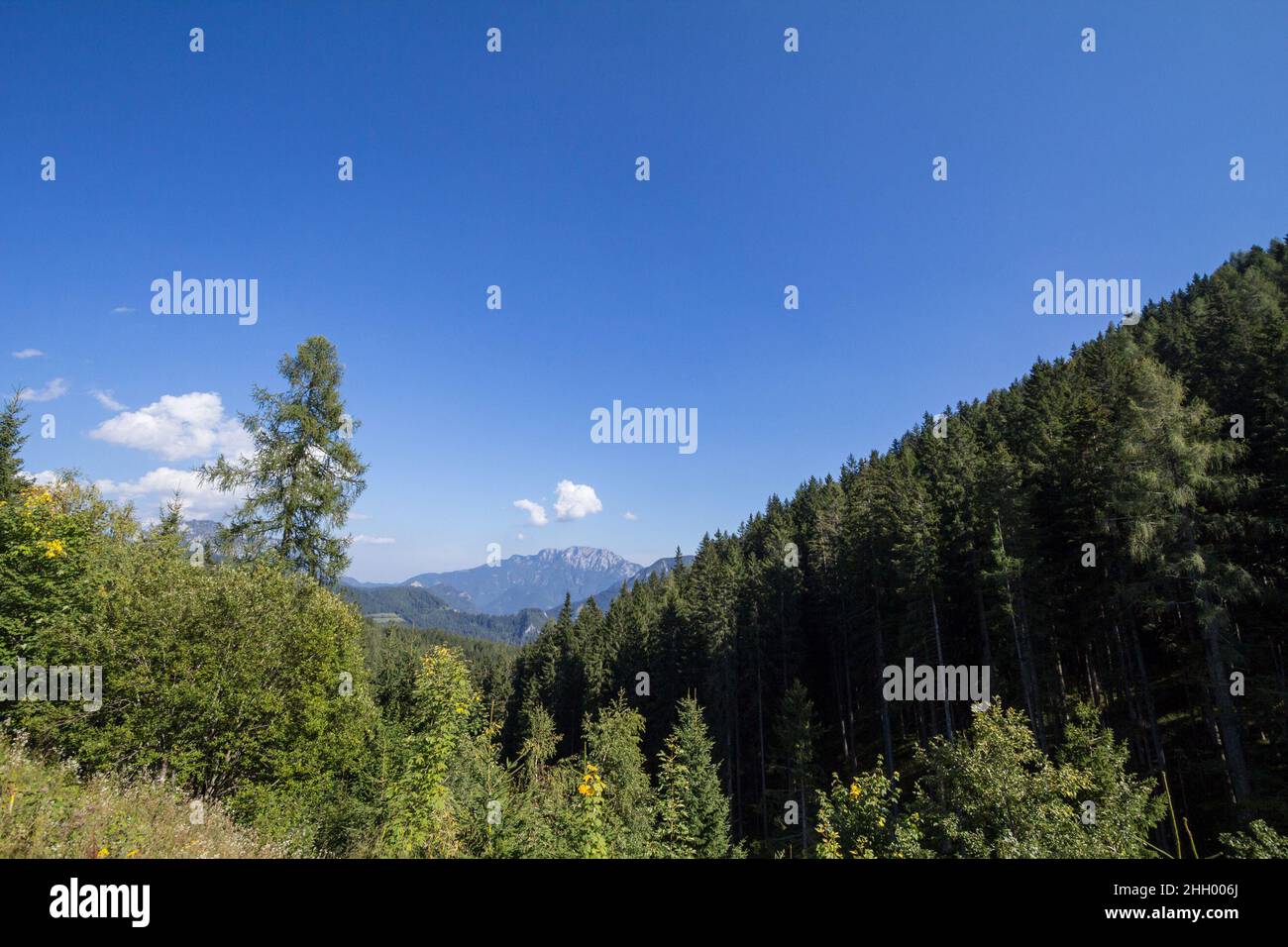 Foto di vari alberi durante un pomeriggio soleggiato, scattato a settembre, di una valle della catena montuosa slovena chiamata Alpi Giulie. Le Alpi Giulie ar Foto Stock