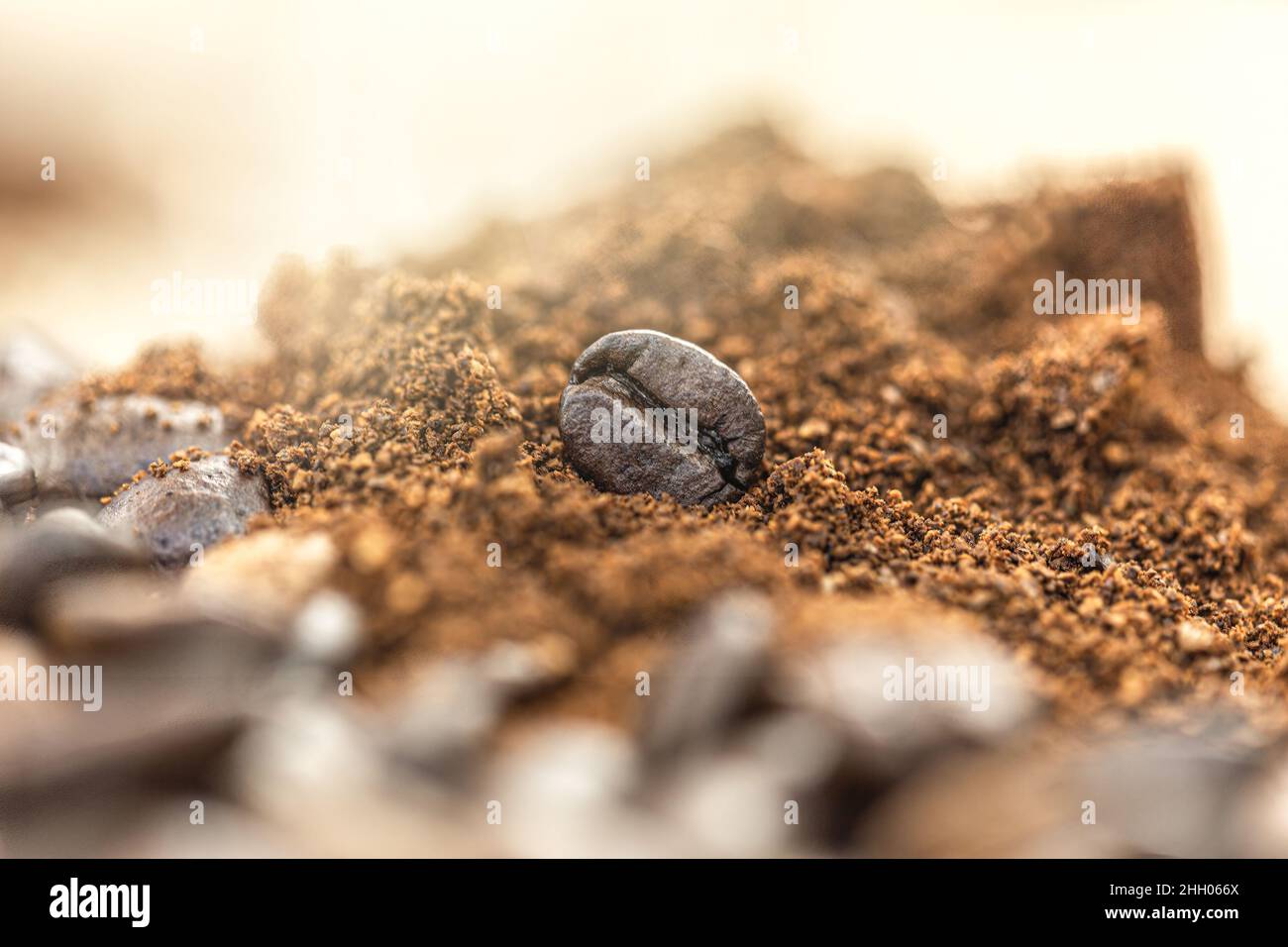 Scenario di amore per il caffè: Primo piano dei chicchi di caffè Foto Stock