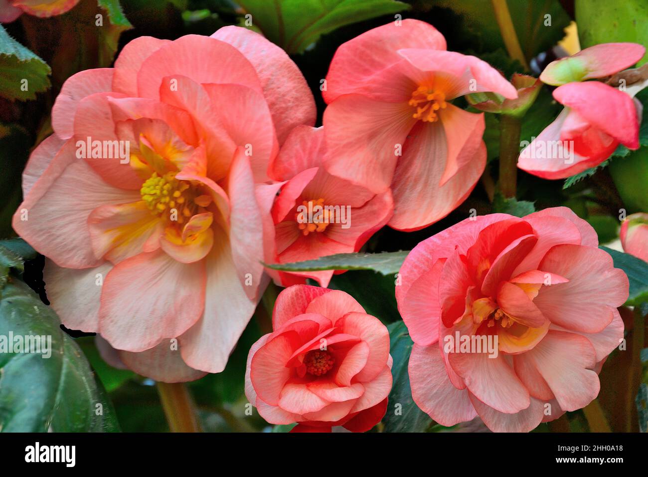 Begonia Tuberhybrida fiori rosa teneri, primo piano - sfondo floreale. Fiori luminosi di begonia tuberosa - floricoltura, coltivazione di piante, giardiniere Foto Stock