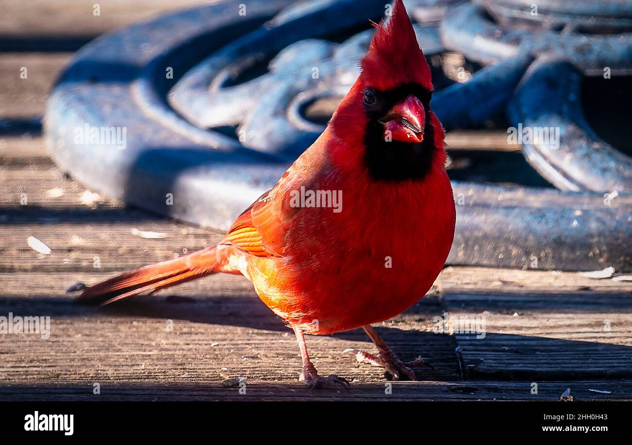 Il cardinale settentrionale esce dalle ombre Foto Stock