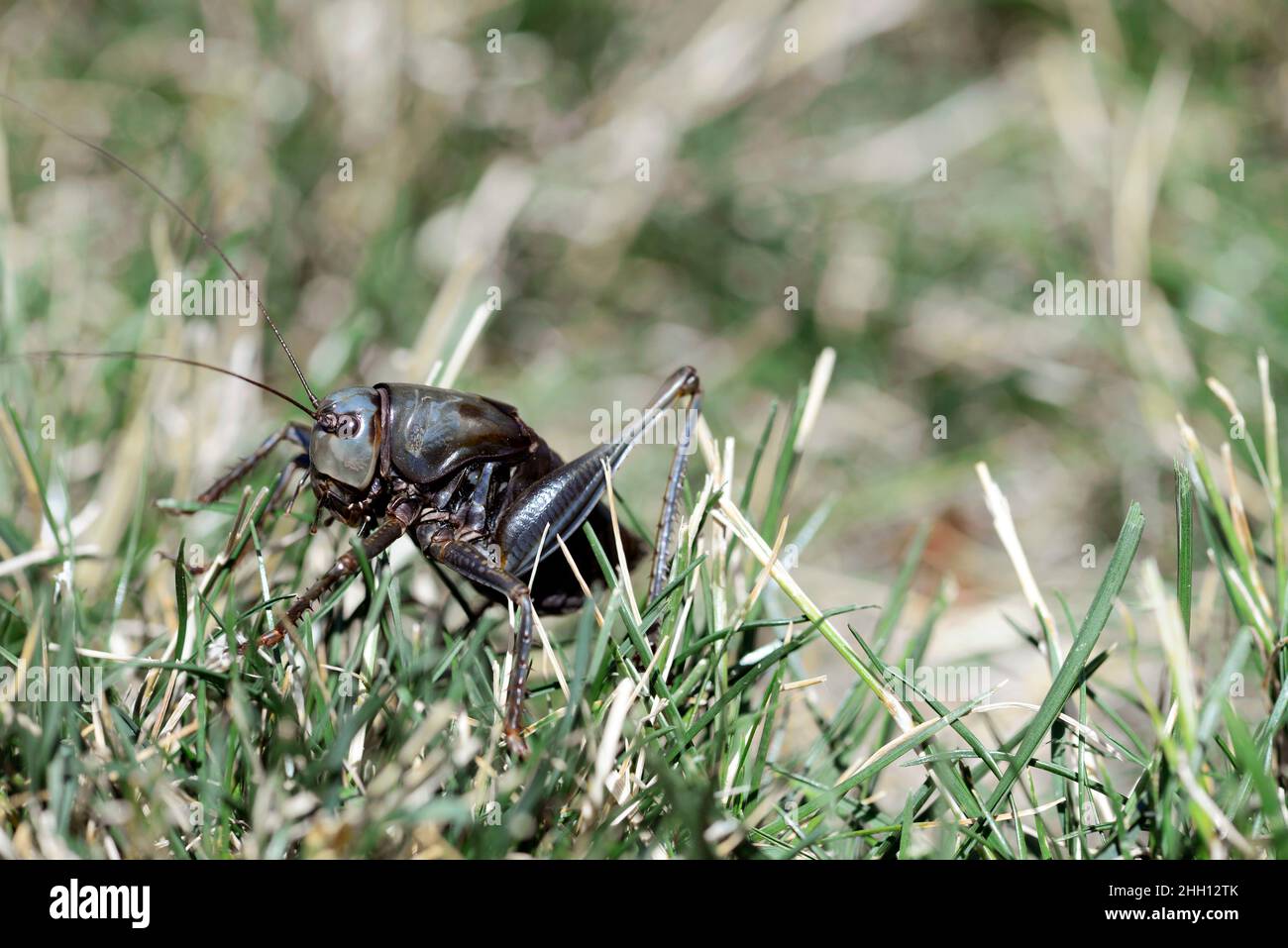 Cricket mormone (Anabrus simplex) in erba; Washington County Idaho Foto Stock