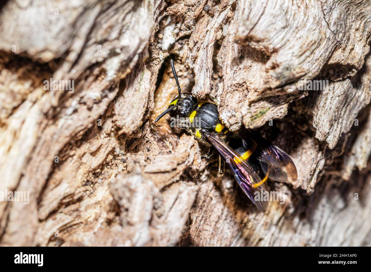 Vasaio giallo e nero wasp (eumeninae) seduto in un buco, Città del Capo, Sudafrica Foto Stock