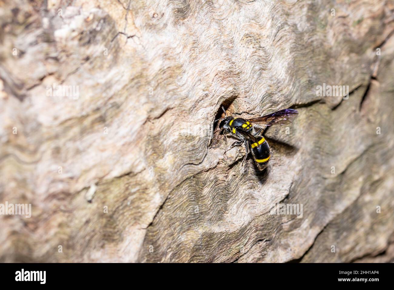 Vasaio giallo e nero wasp (eumeninae) seduto in un buco, Città del Capo, Sudafrica Foto Stock