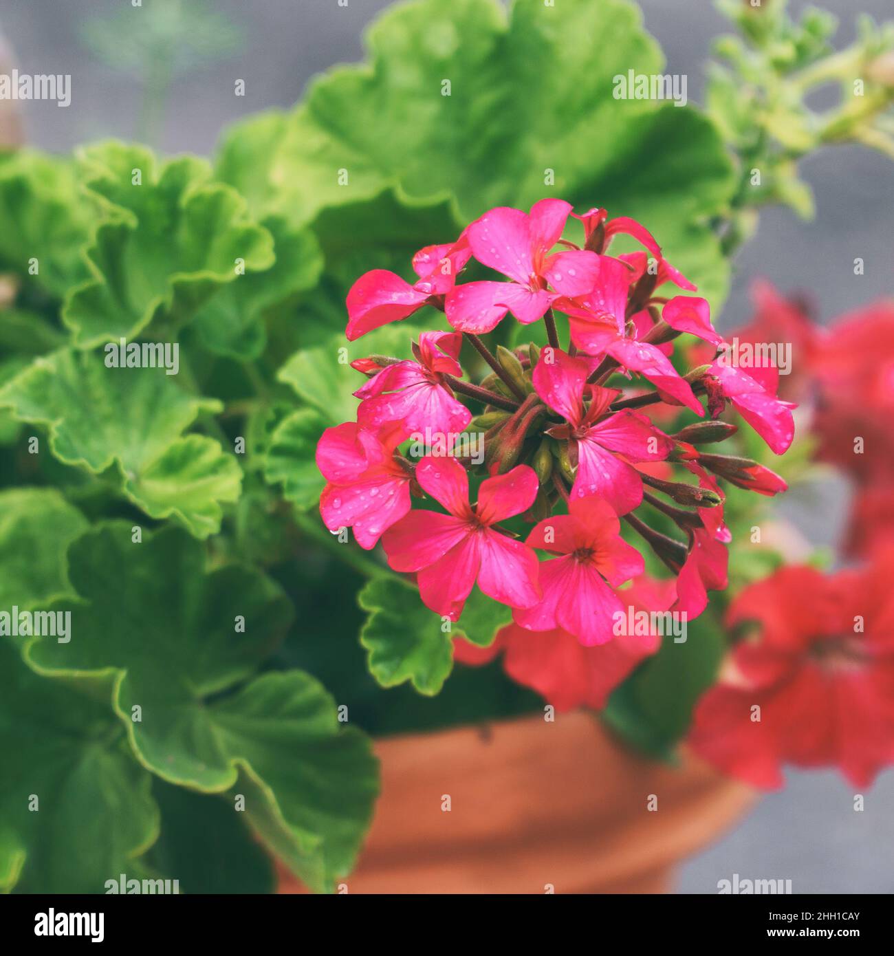 Fiori di geranio rosso in una pentola di fiori Foto Stock