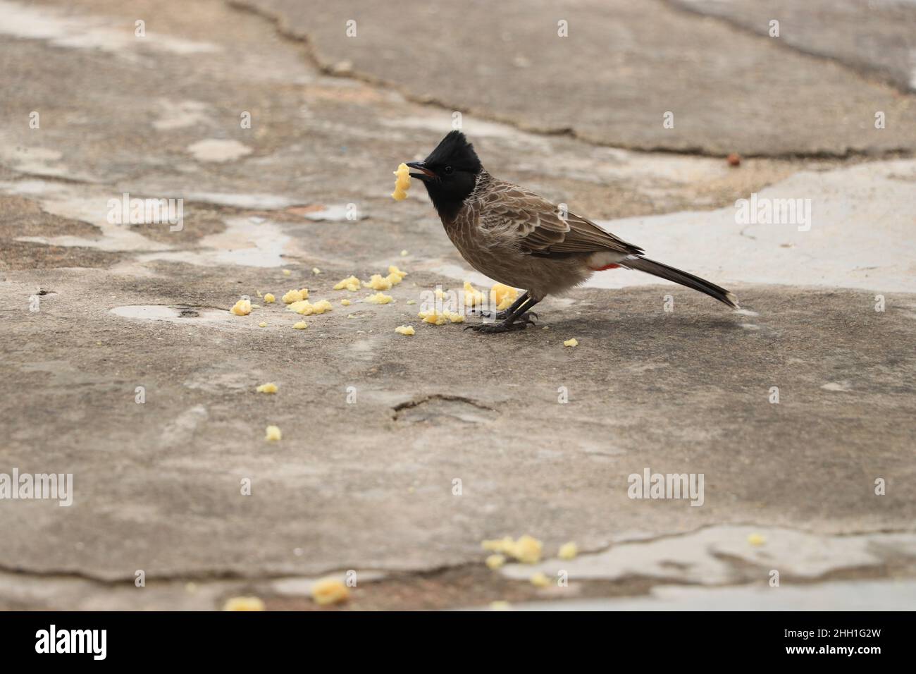 bulbul uccello seduto sul pavimento e mangiare dolce. Foto Stock