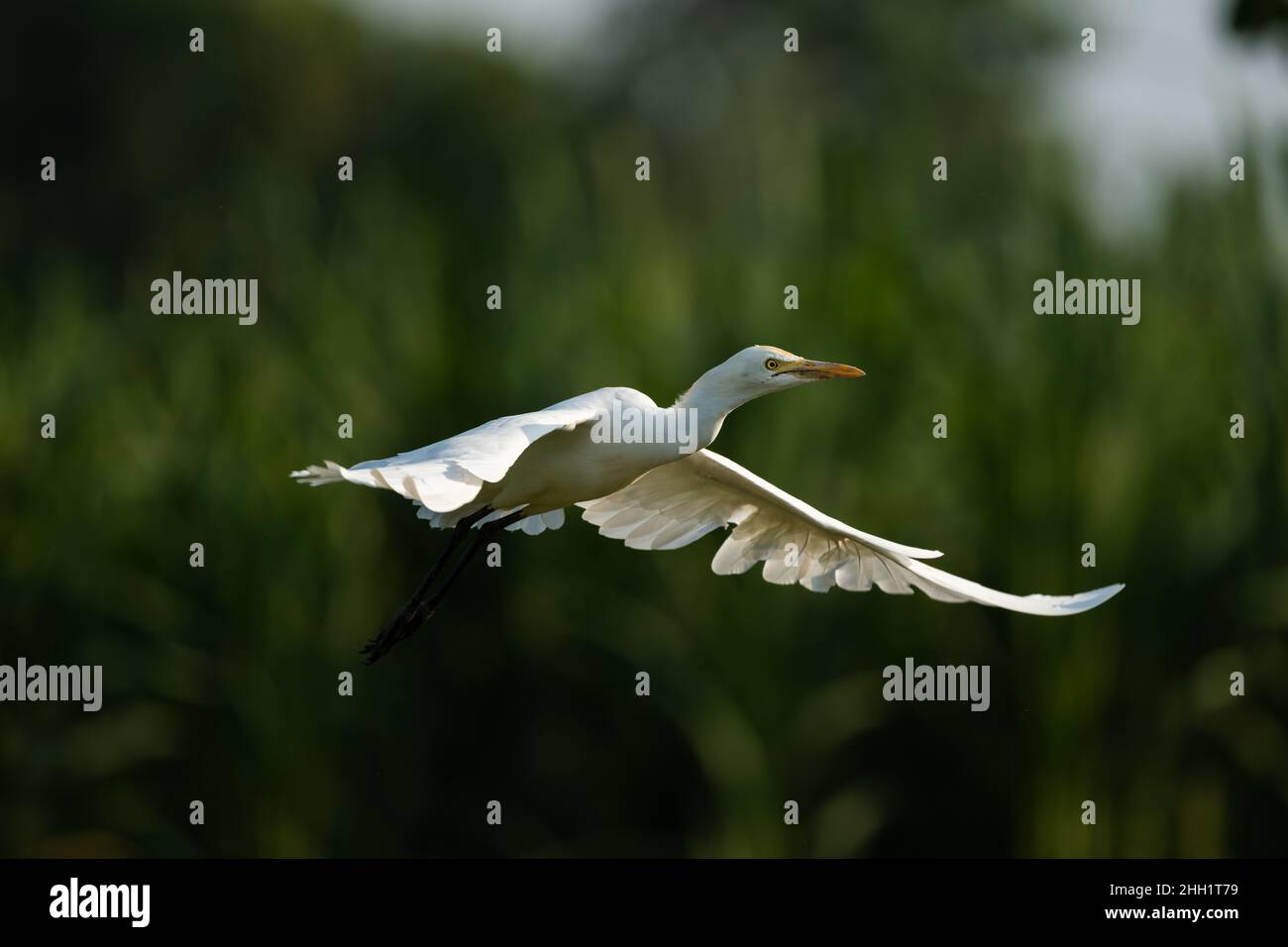 Questa è un'immagine dell'uccello di airone indiano del bestiame in volo Foto Stock