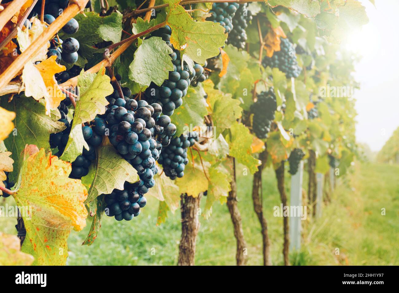 Uve da vino rosso naturale nel vigneto. Nebbia giorno d'autunno durante la stagione di raccolta. Foto Stock