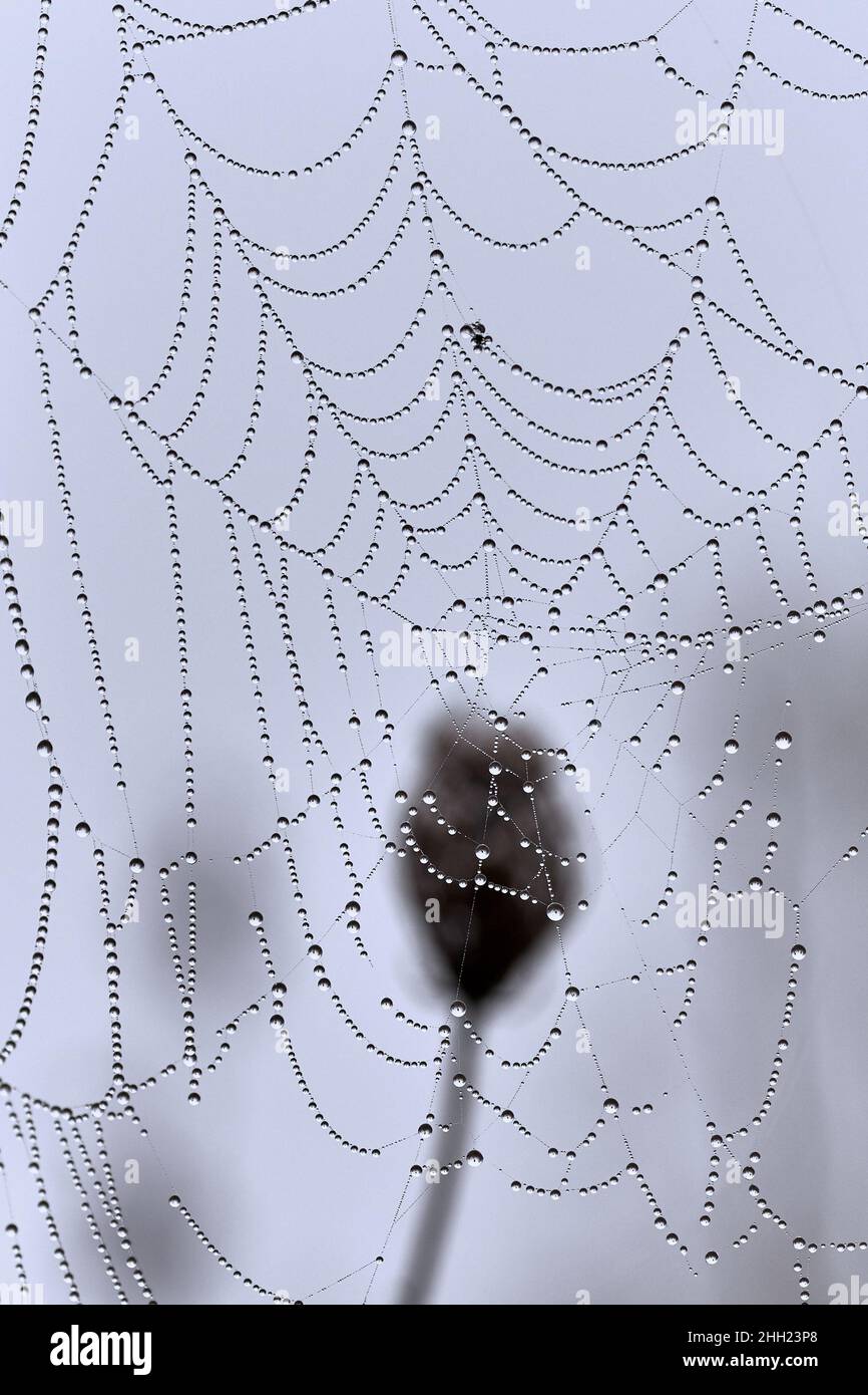 Inumidire il nastro del ragno con le corde di gocce di rugiada su uno sfondo blu morbido. Foto Stock