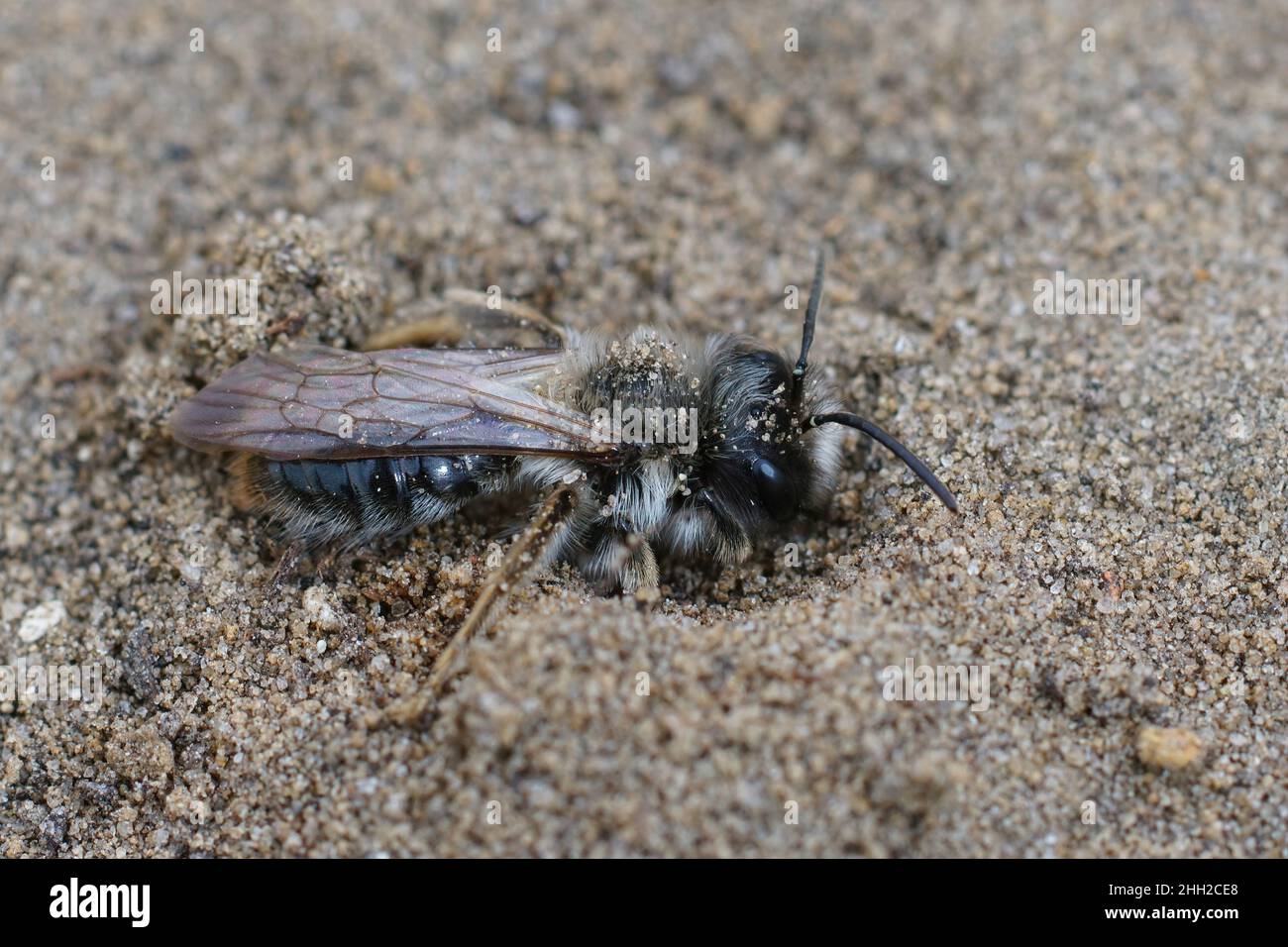 Primo piano su un'ape da miniera grigia maschile pelosa, Andrena Vaga, scavando nella sabbia Foto Stock
