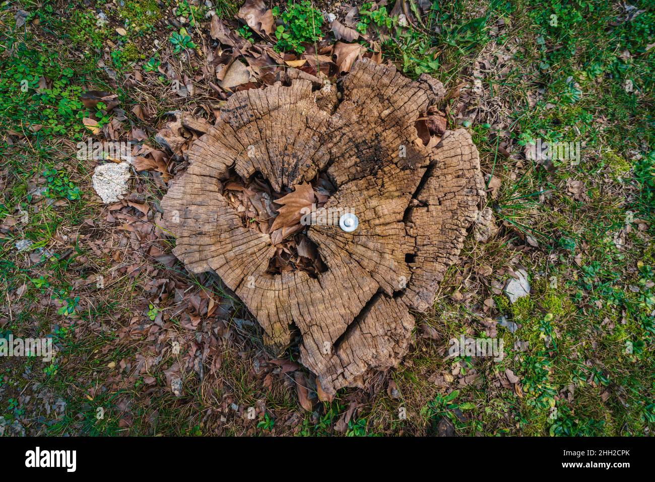 albero moncone sfondo su prato Foto Stock