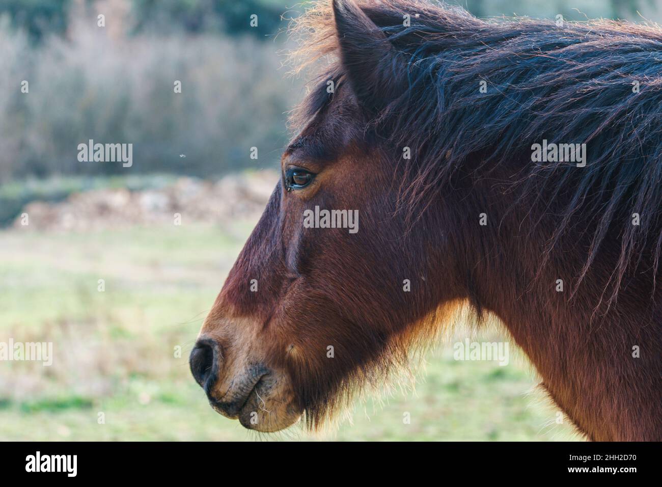 Vista ravvicinata della faccia di un cavallo marrone all'aperto Foto Stock
