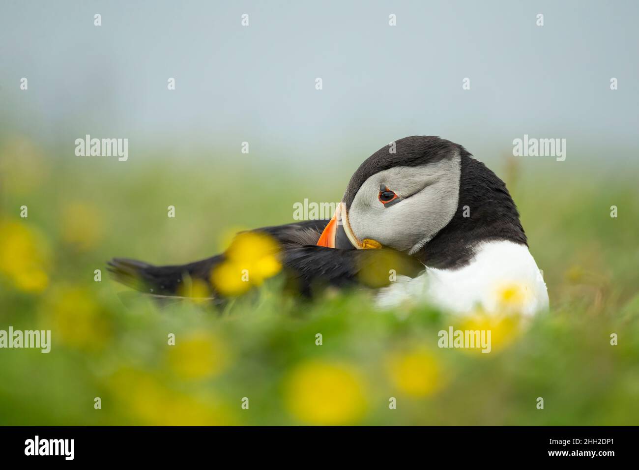 Puffin (Fratercola arctica) in fiori Foto Stock