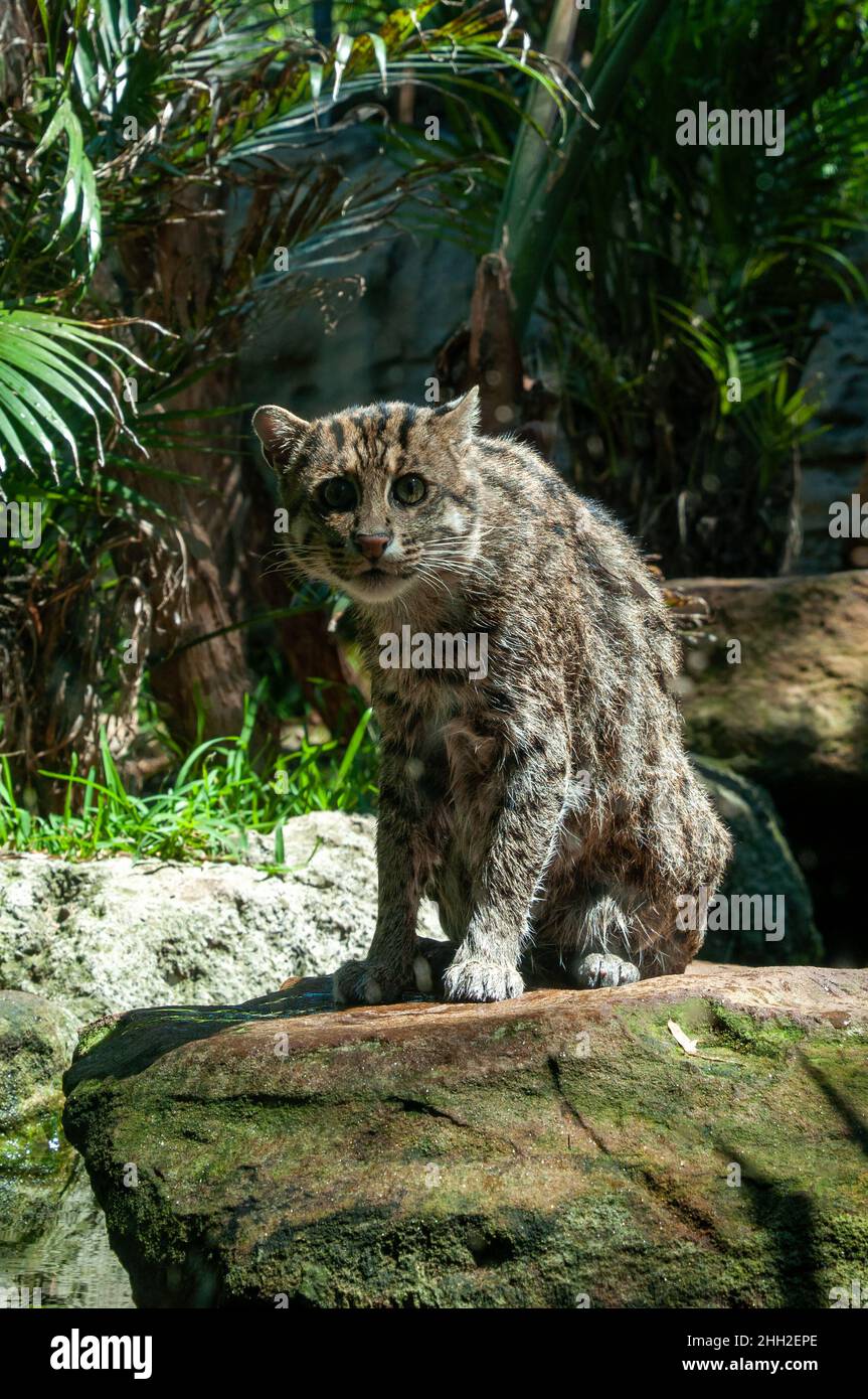 Sydney Australia, prionailurus viverrinus o gatto di pesca nativo del sud-est asiatico Foto Stock