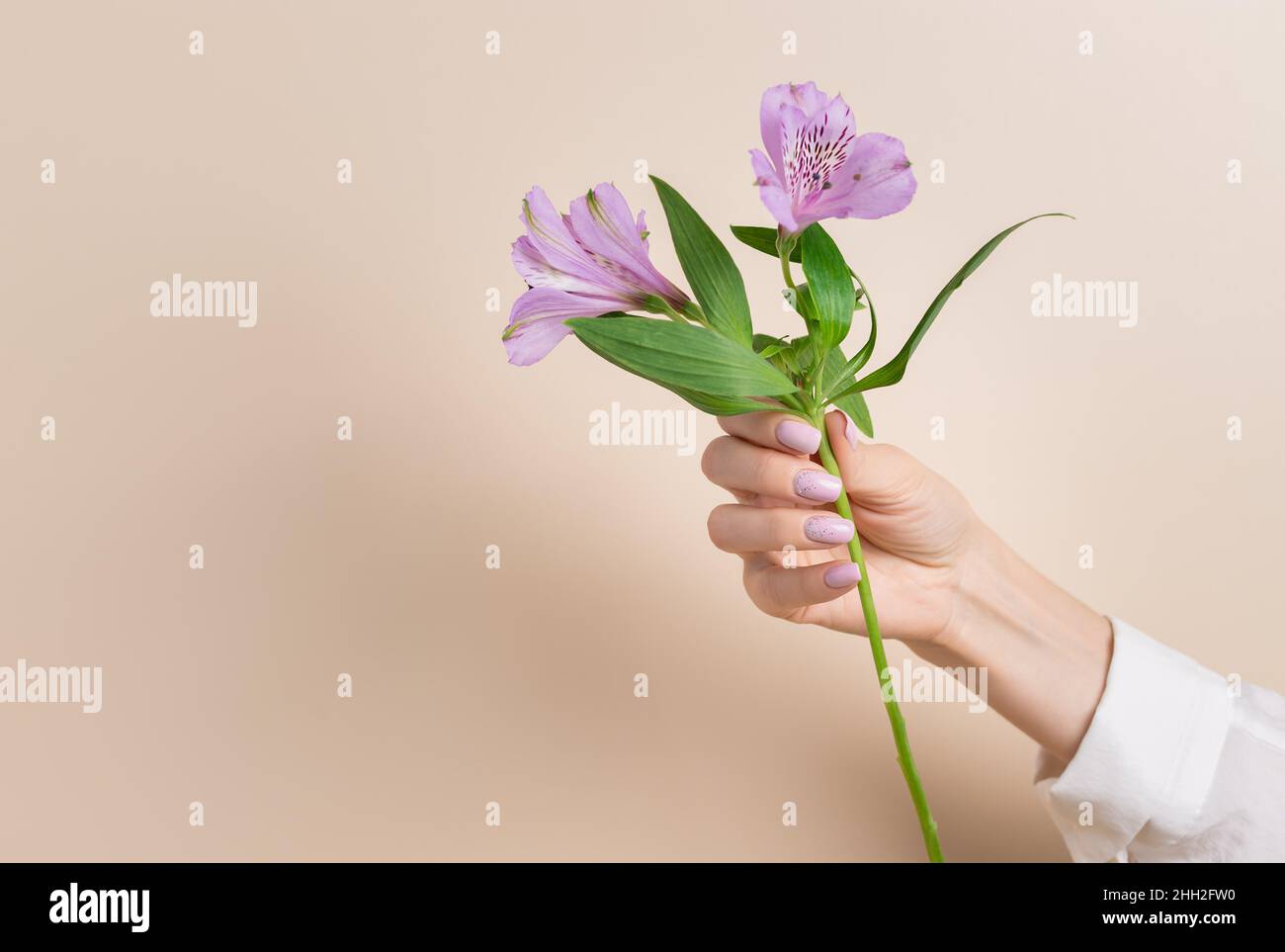 Fiore viola in mano femmina con bel manicure Foto Stock