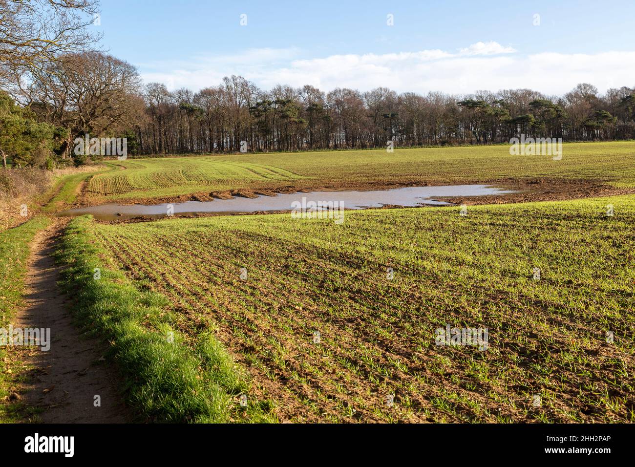 Alto livello di acqua tavola pool di acqua su superficie saturata in suolo sabbioso, Ramsholt, Suffolk, Inghilterra, Regno Unito Foto Stock