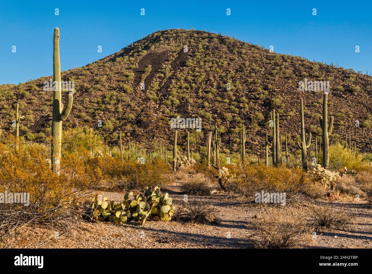 Saguaros giganti, Prickly pera, unnamed picco vulcanico vicino al campo da campeggio del piano d'esame, tavolo superiore Mtn Trailhead, Sonoran Desert Natl Monument, Arizona, Stati Uniti Foto Stock