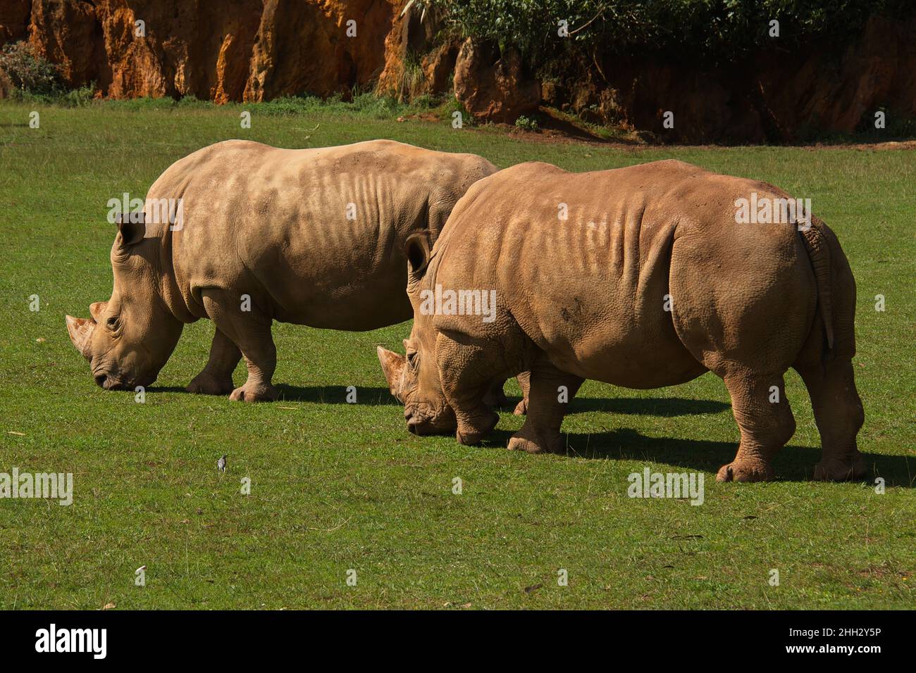 Rinoceronte nel parco naturale Cabarceno vicino Santander, provincia Pas-Miera in Spagna Foto Stock