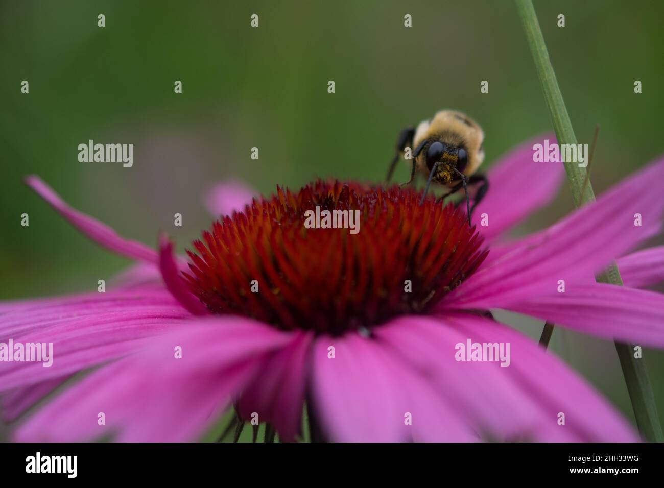 Ape su viola coneflower in un giardino Foto Stock