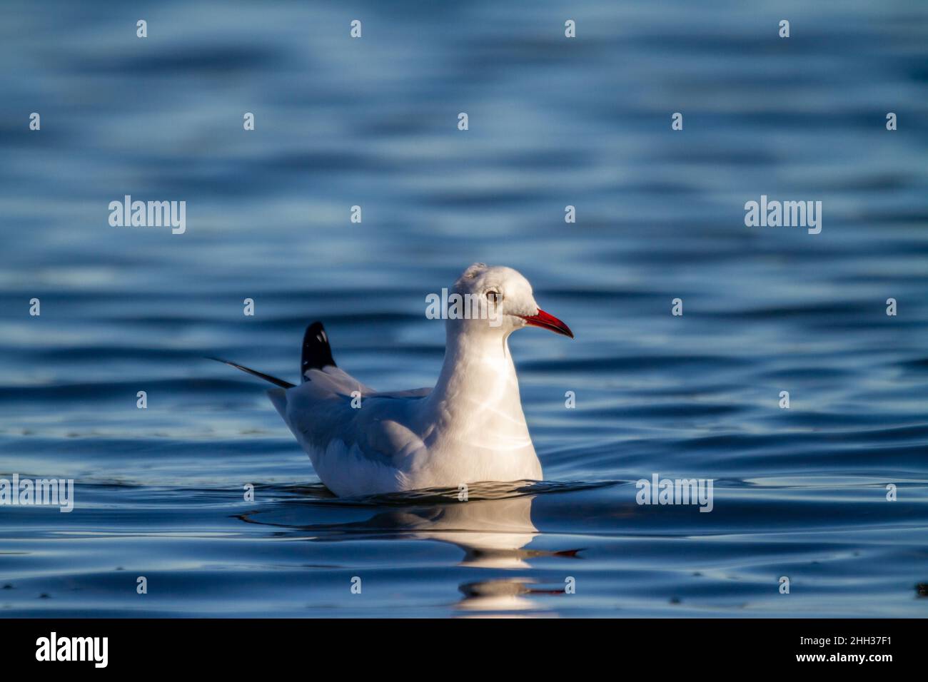 Gabbiano slanciato (Chromicocephalus genei) nuota nelle acque del lago di Albufera a Valencia (Spagna) Foto Stock